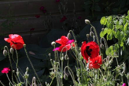 Les chouchous du jardin de mai...