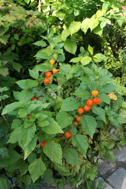 Le jardin du Coudray