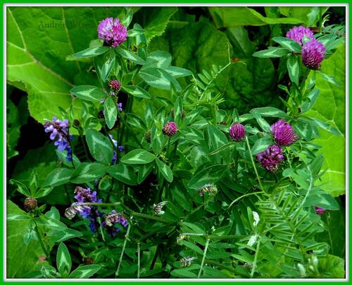 Image 113...Bordures 9...Fleurs des Alpes 2009...