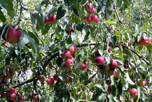 Un beau pommier !