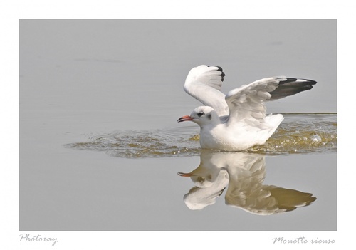 Mouette rieuse