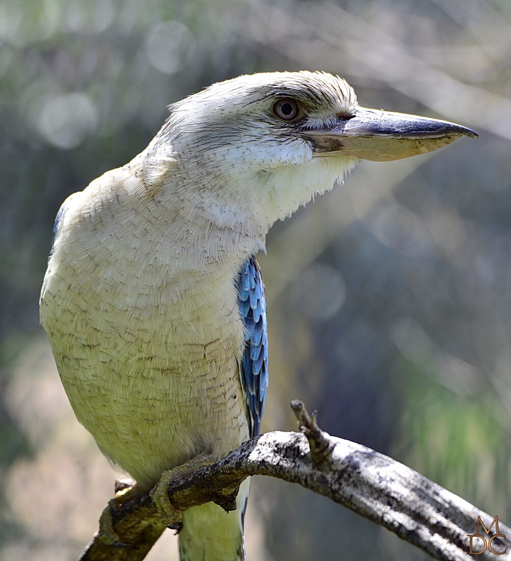 Martin-chasseur à ailes bleues