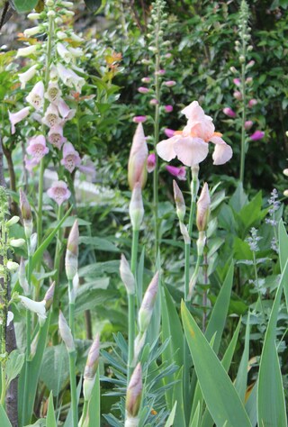 iris barbu rose