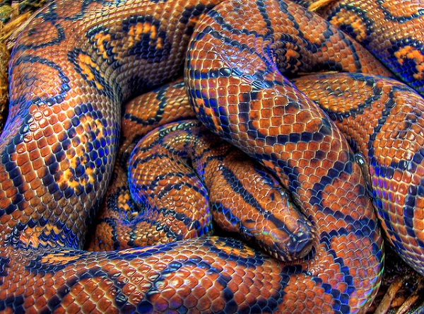 Boa arc-en-ciel couleur Boa