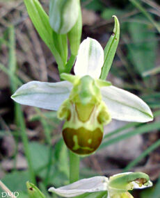 Ophrys apifera - ophrys abeille