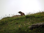 Du 29 juin au 4 juillet Le Beaufortain