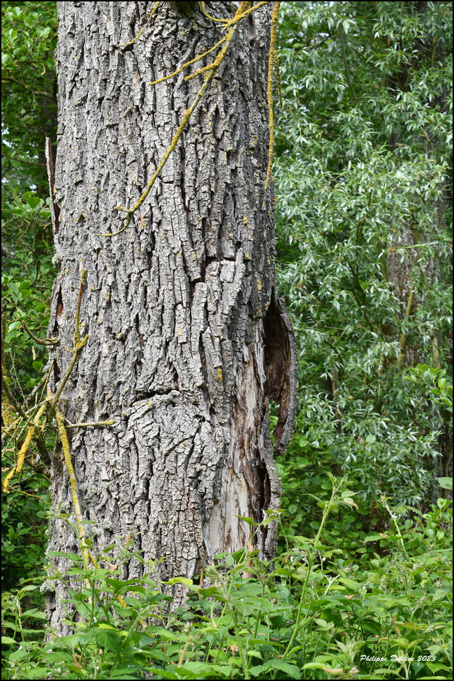 Le marais au fil des saisons (5)