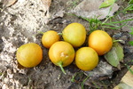 Citrus réticulata "okitsu" - satsuma "okitsu"