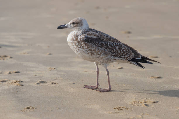 close-up of seagull perching on sand at beach,arcachon,france - mouette photos et images de collection