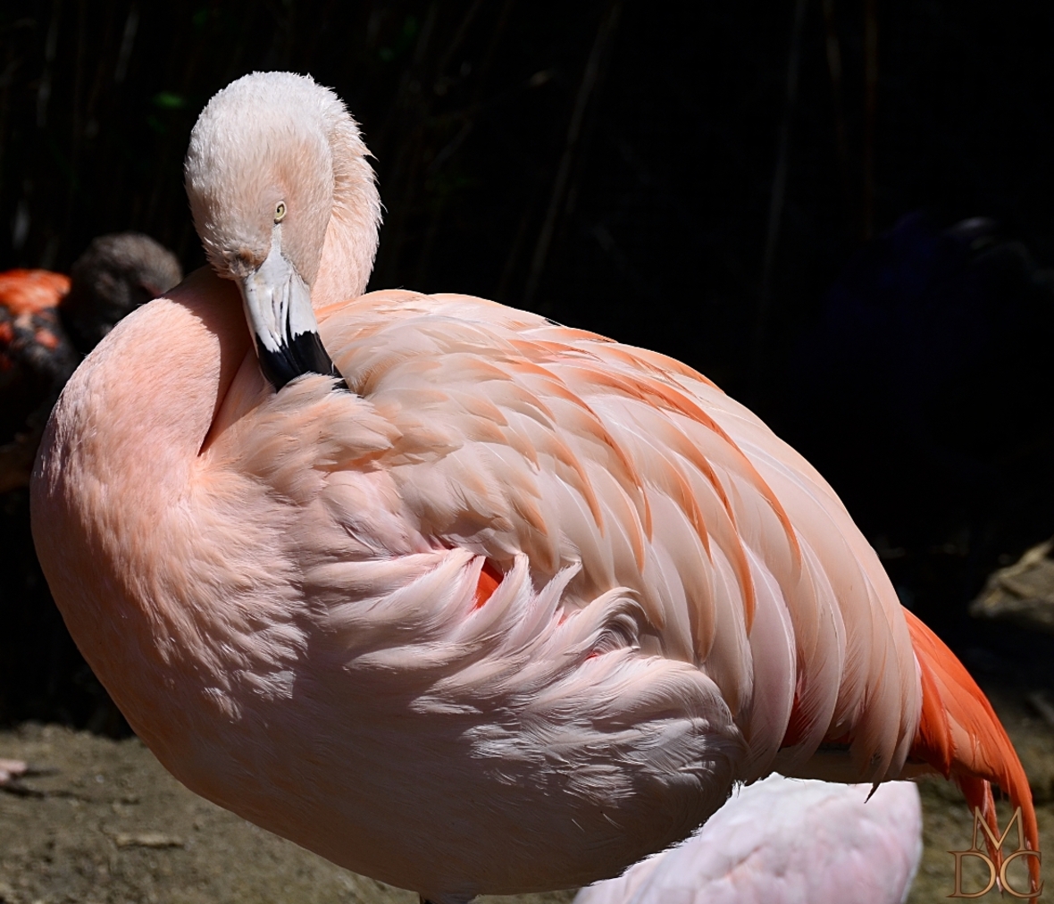 FLAMANTS ROSES