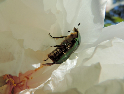 Pivoine et Rhodo : vie en rose....