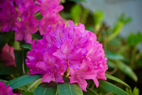 Fleurs cultivées : Rhododendron
