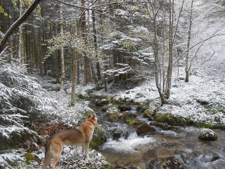 Vosges- the last snow