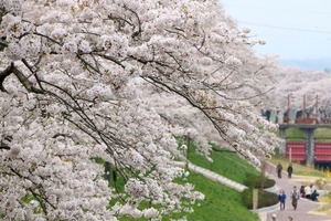 books cherry blossoms sendai park 