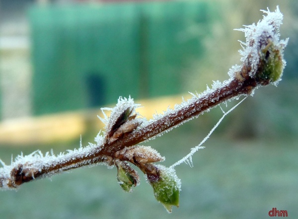 Blancheur du givre 