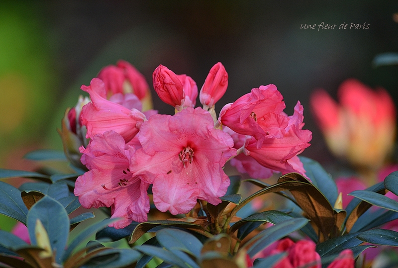 Parc Floral de Paris : Les Rhododendrons