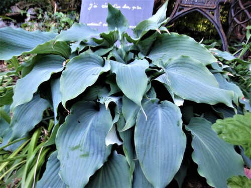 Balade parmi les hostas