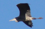 LES OISEAUX DE FRANCE