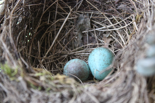 Oeufs de merle