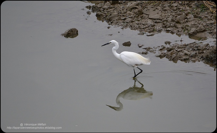 La Touque : Ma première Aigrette Garzette 