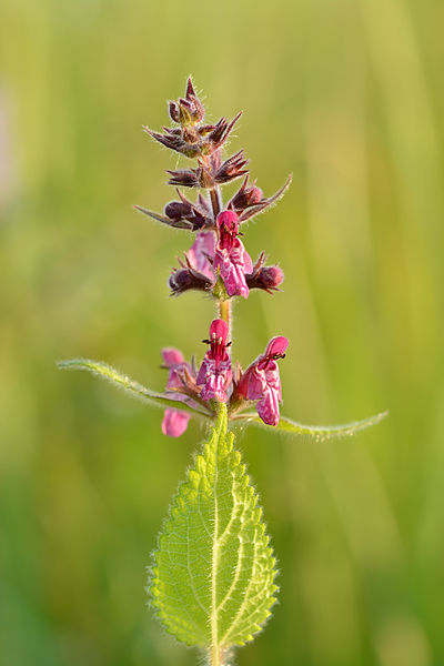 Stachys sylvatica, épiaire des bois, ortie puante.jpg