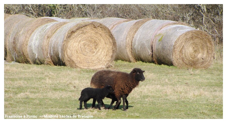 Moutons Noirs Landes de Bretagne 