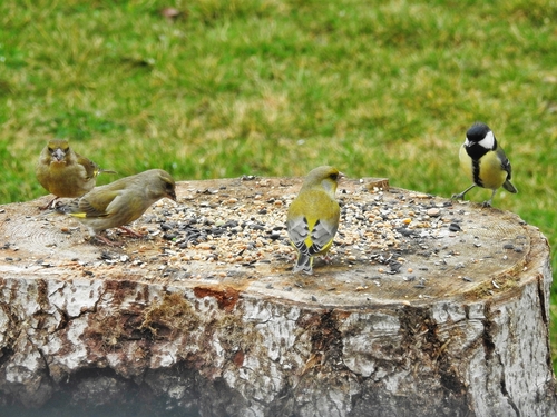 Oiseaux au jardin hier matin