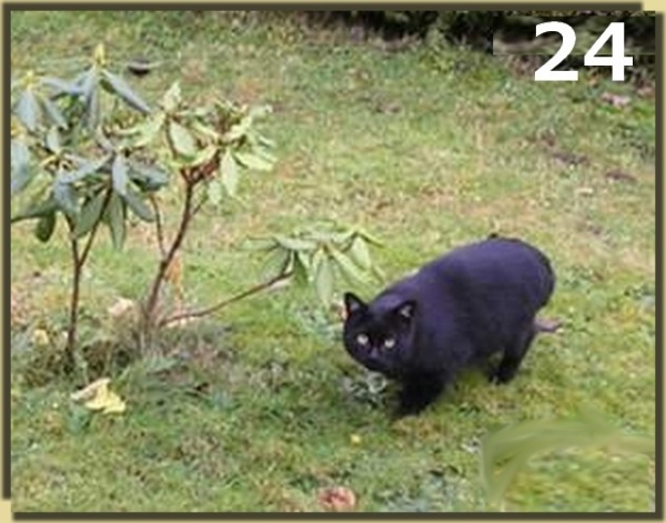 Les derniers candidats au concours du plus beau Chat ...