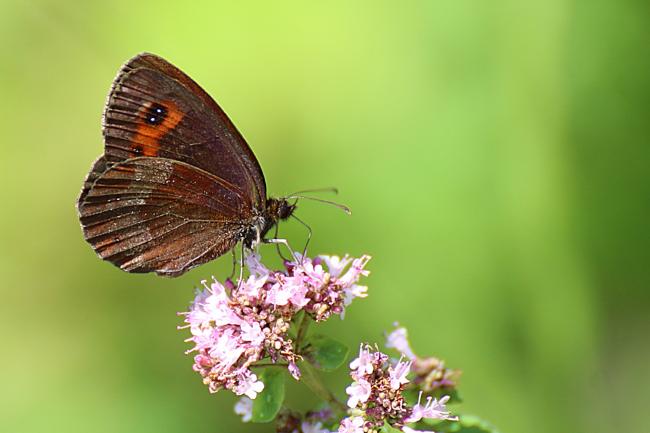 Moiré sylvicole ou Moiré tardif