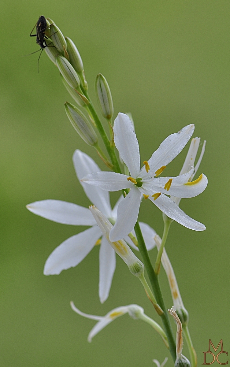 Phalangère à fleurs de lis