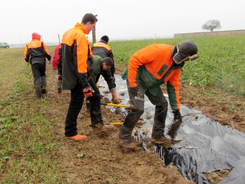 Plantation de haies brise-vent chez Dominique Lombaert à Sèche-Bouteille