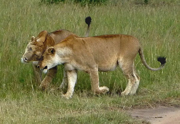 câlins lions 2