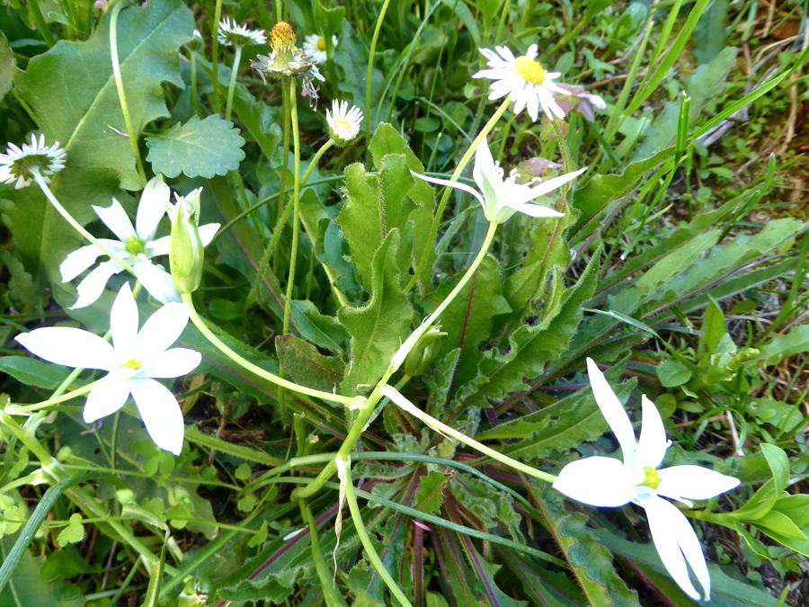 Le printemps de plus en plus!