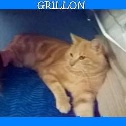 chat aude