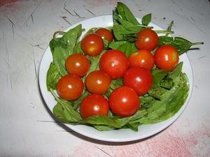 tomates-cerise-28-6.JPG