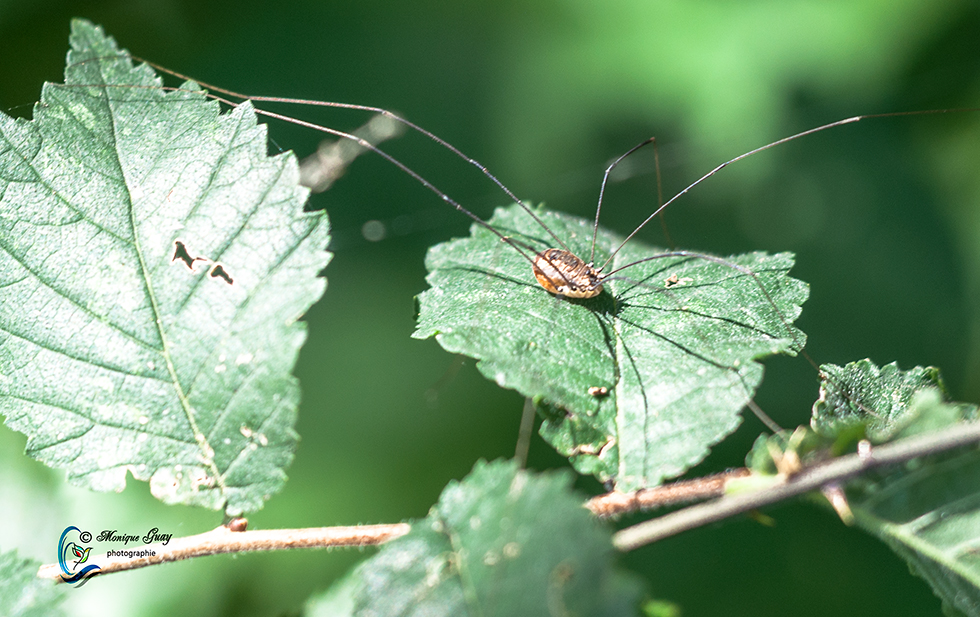 Araignée faucheux