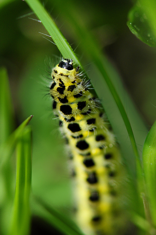 Chenille de Zygaena transalpina