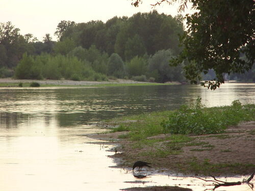 Paysage de bord de Loire à Rochecorbon