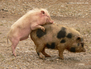 Deux cochons s'amusent