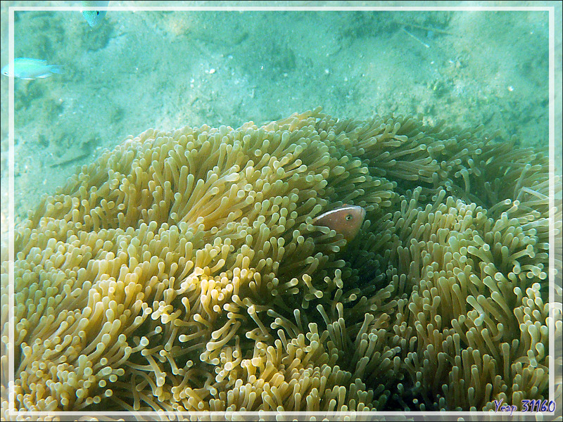 Poisson-clown mouffette ou à bande dorsale, Nosestripe clownfish (Amphiprion akallopisos) dans Anémone magnifique, Magnificent sea anemone (Heteractis magnifica) - Nosy Sakatia - Madagascar