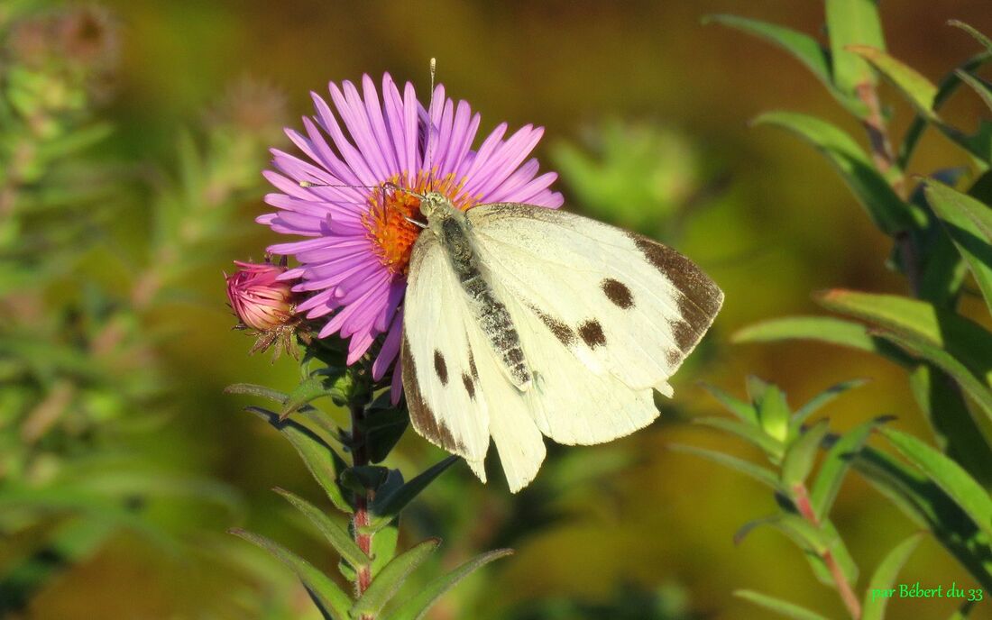 un papillon sur mes asters