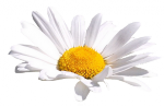 Tube Marguerite
