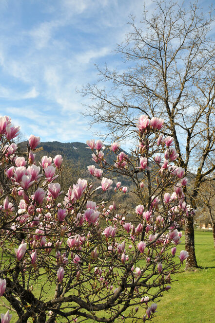 Printemps en vallée du Giffre