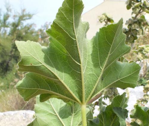 Fleurs cultivées : Lavatère