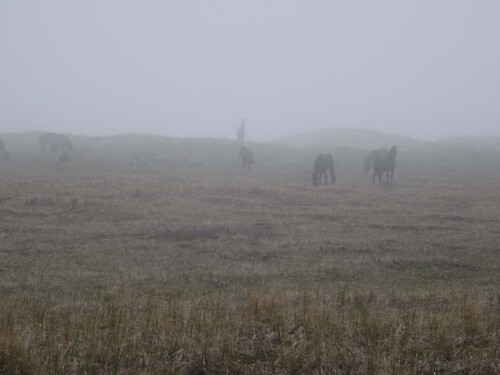 Les Chevals morts, d'Antoine Mouton