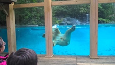Zoo de la flèche : l'ours polaire Taïko
