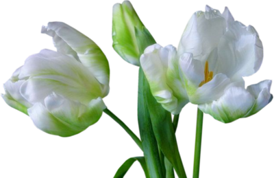 Tulipes