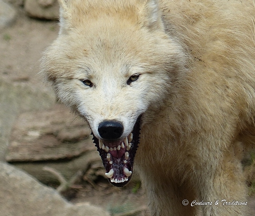 Loup blanc