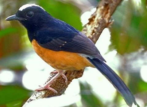 Jenis Jenis Burung Murai Batu Di Indonesia Kalla Mander