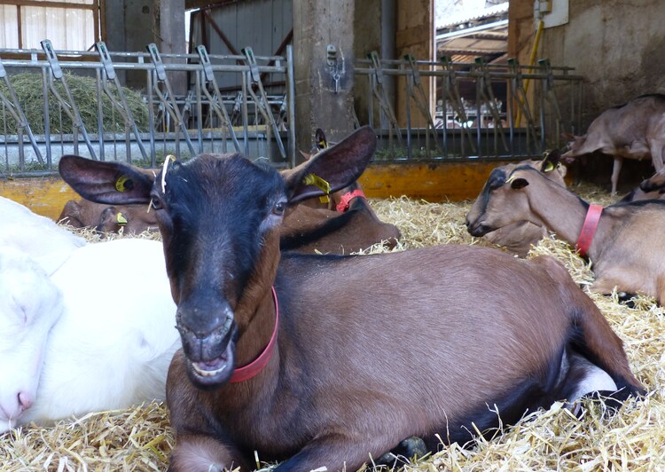 Un tour à la ferme..